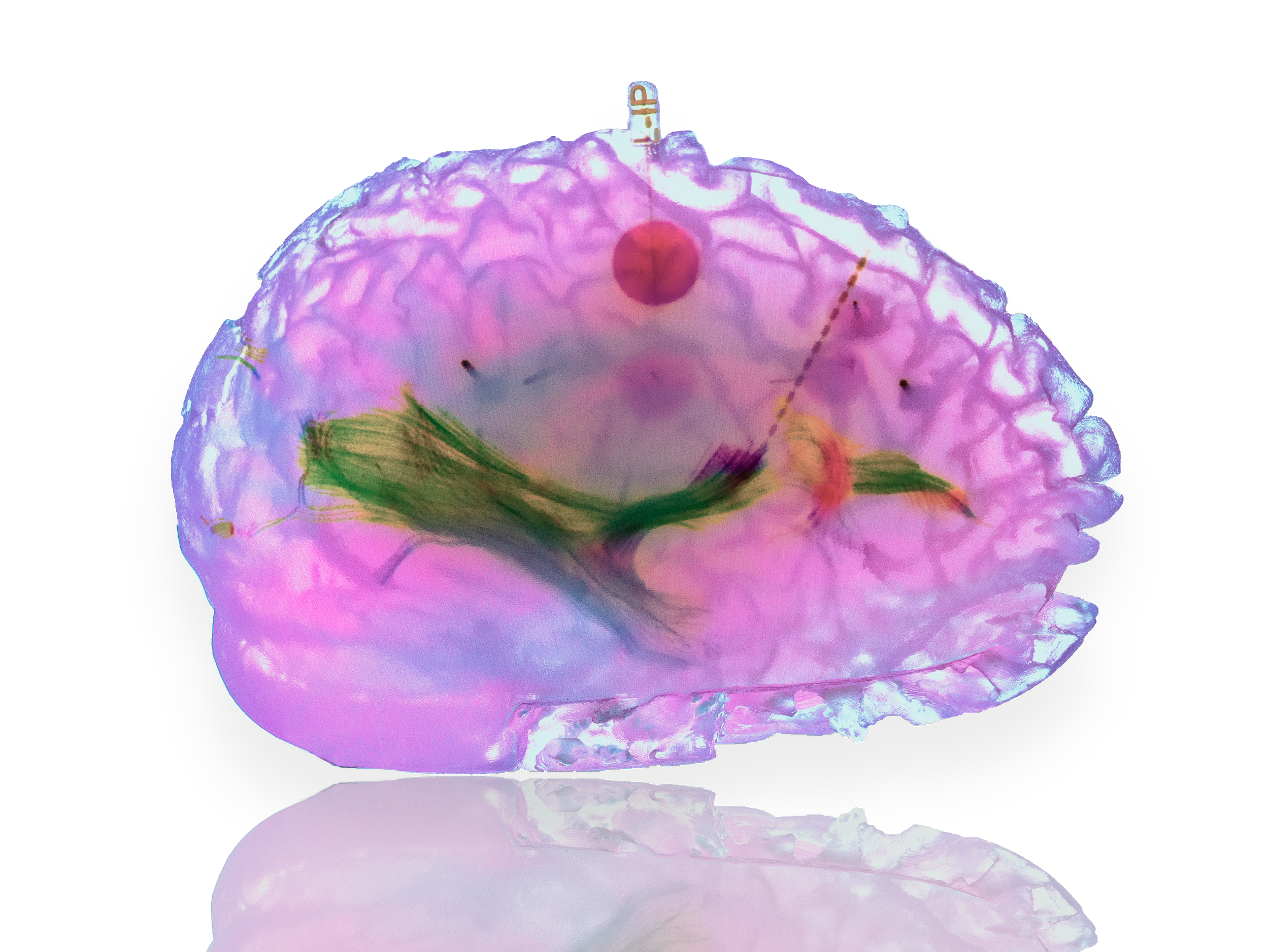 A colorful, abstract digital or artistic representation resembling a brain with embedded plant-like elements, set against a black background.