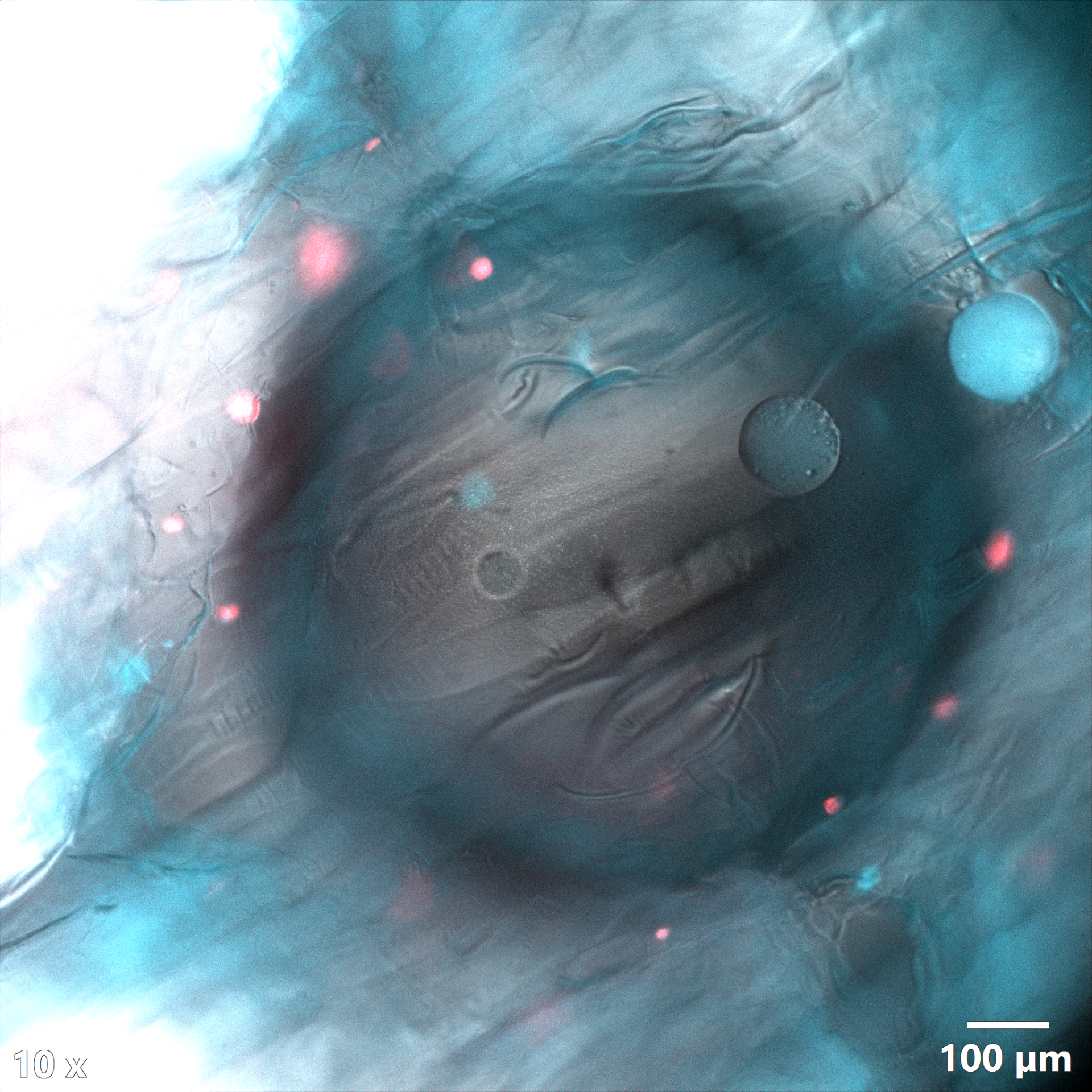 Biocompatible 3D printing using voxel