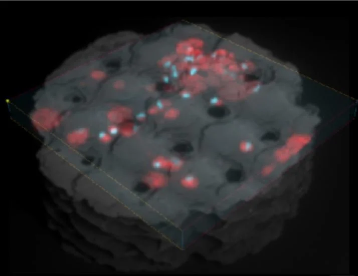 3D microscopic image of a cell with red and blue fluorescent markers.
