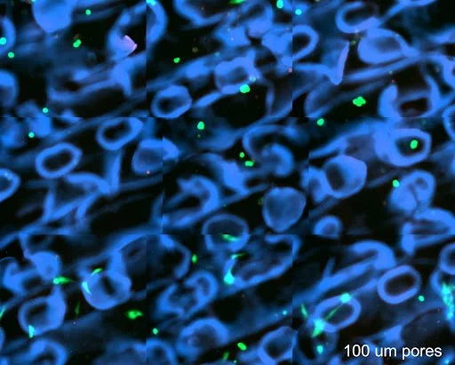 Close-up of a surface with many small, round, pore-like structures illuminated under blue and green light.