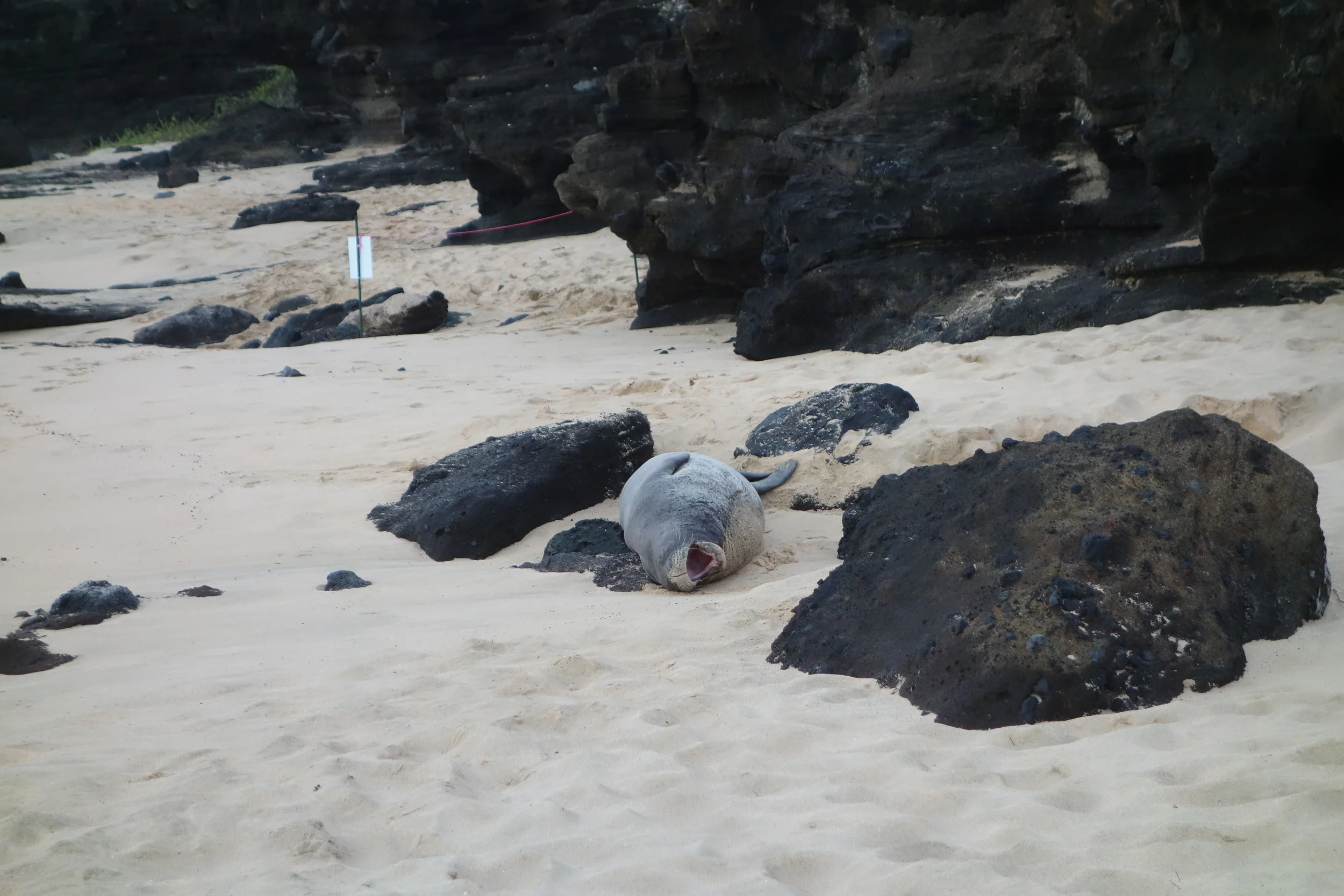 The highly endangered Hawaiian Monk Seal using a lava rock as its pillow. Sooo cool these guys!!