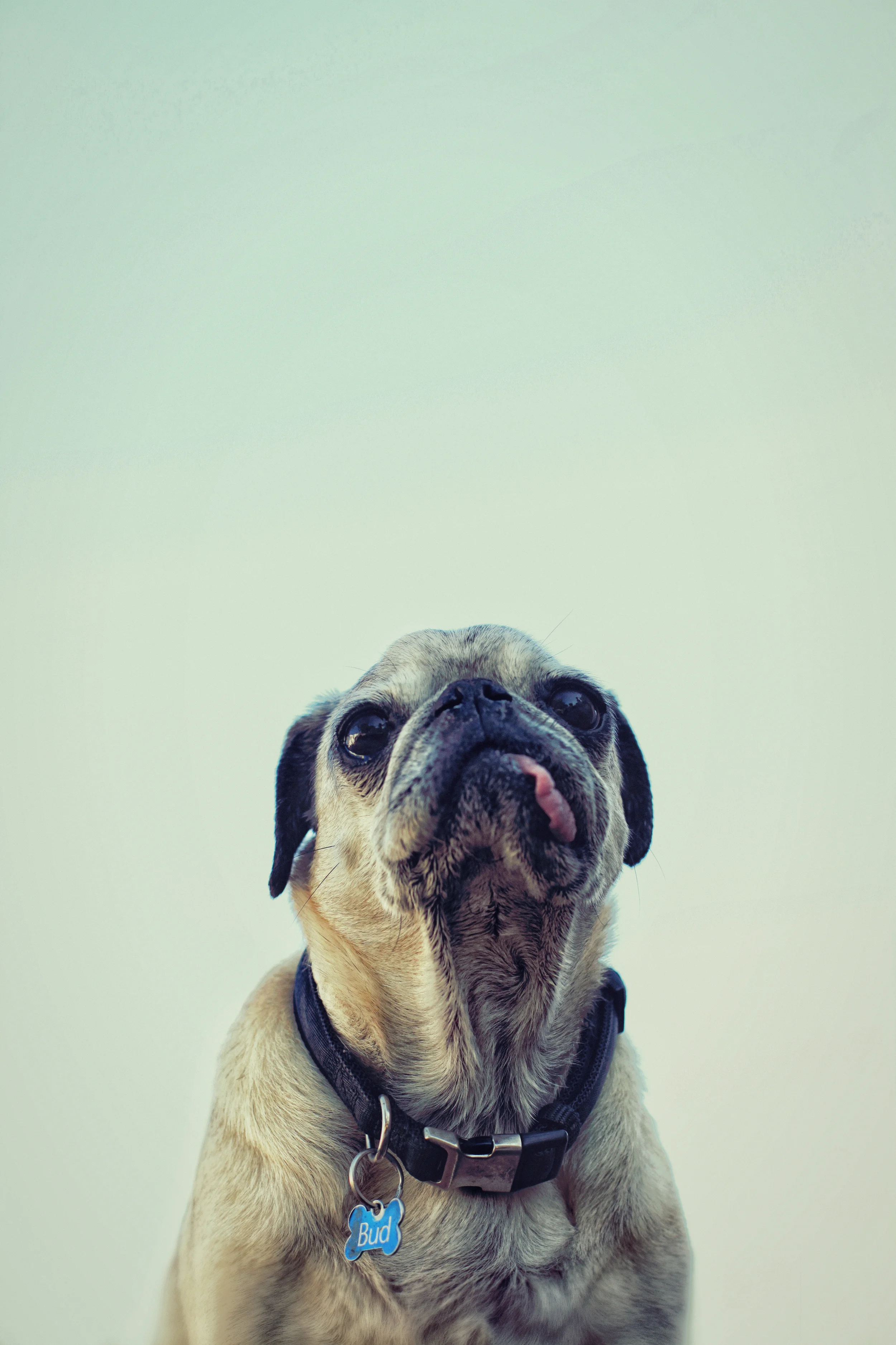 Bud, the Pug