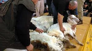 Four Ways Church Discpline Benefits Christ's Sheep