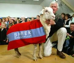 Shrek looking and feeling a lot better!