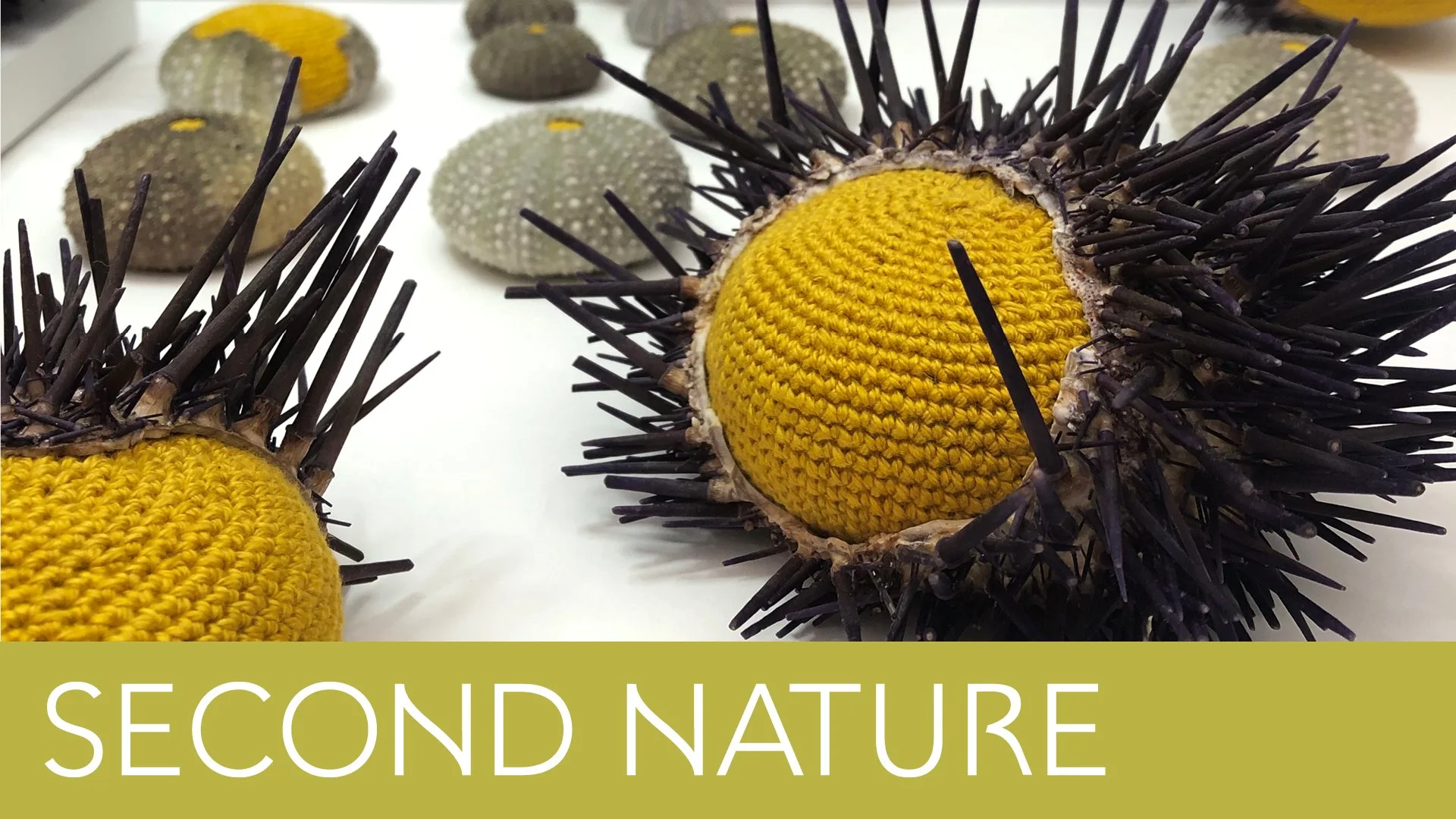 Second Nature 16x9-Summer-20262.jpg
