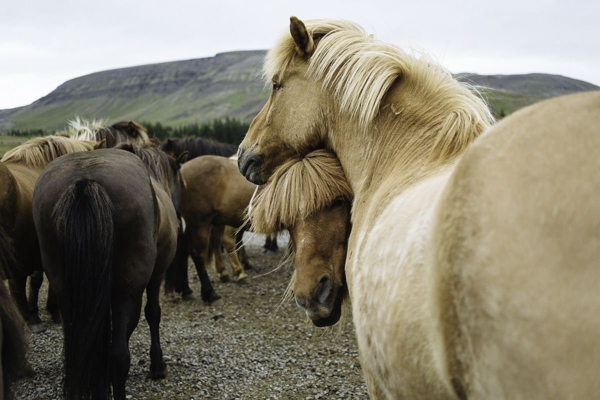 SaraKerens_Iceland-6745.jpg