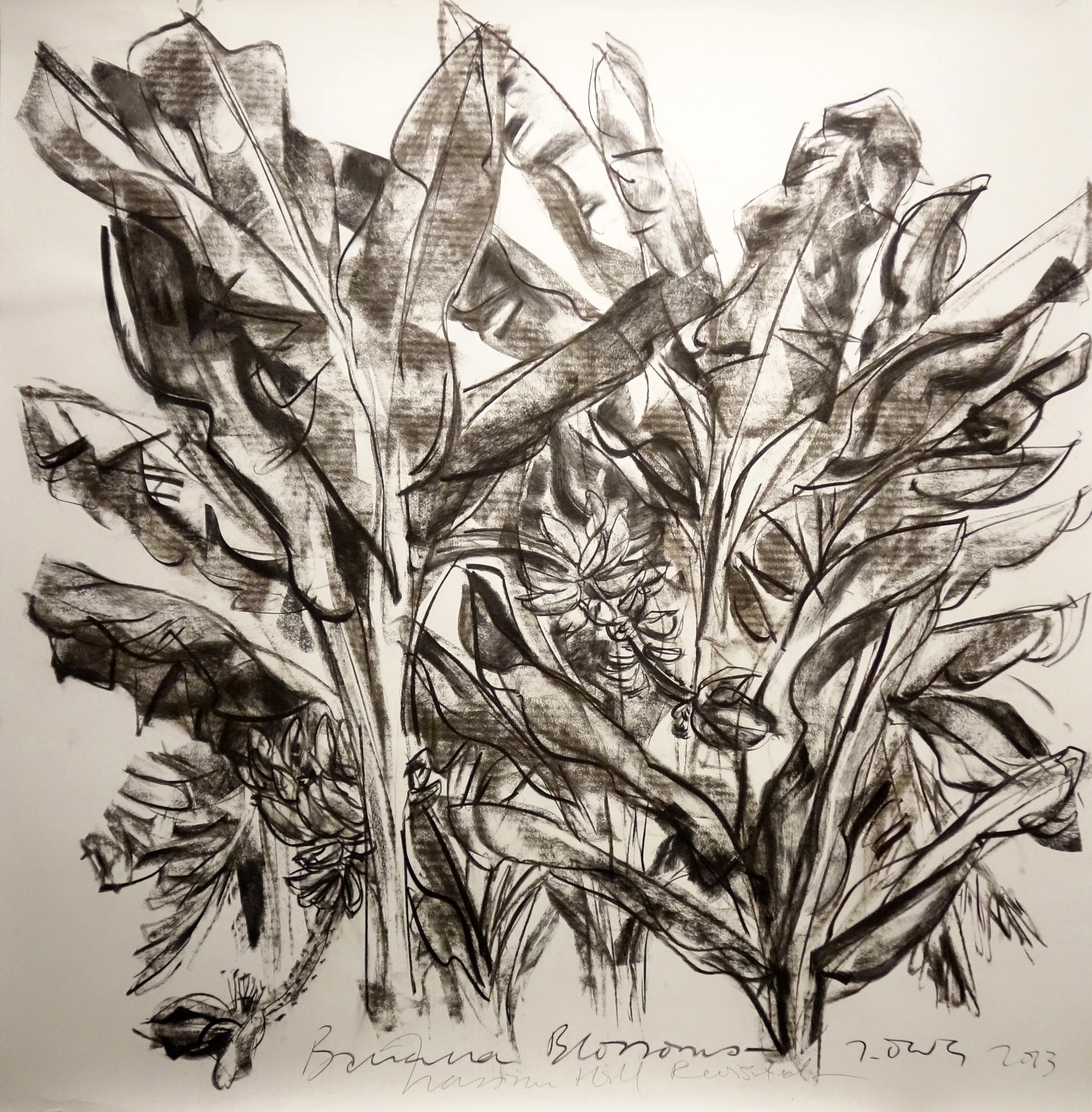   Banana Blossoms   2013 Charcoal on paper approx. H117 x W117 cm 