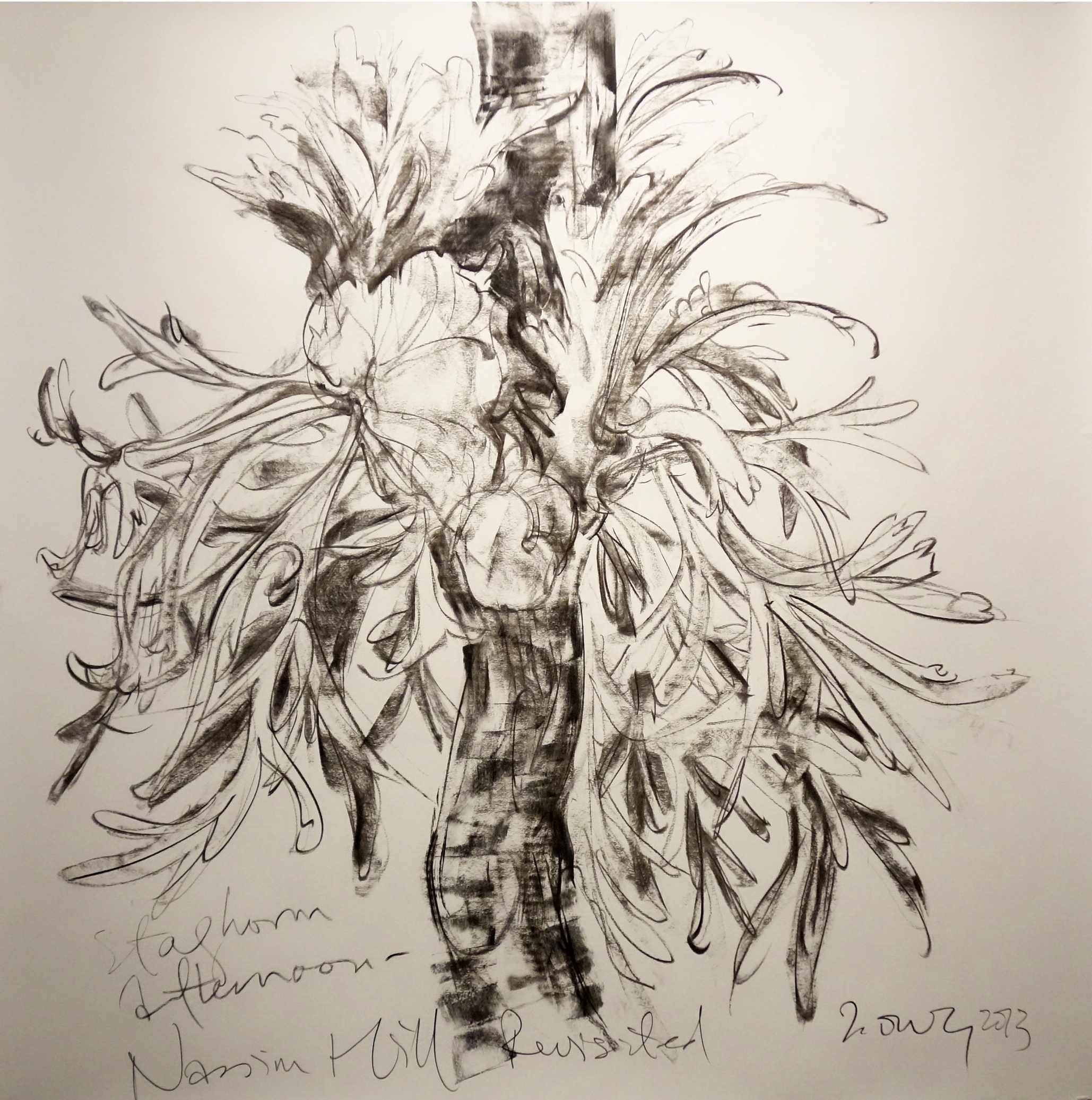   Staghorn afternoon  2013 Charcoal on paper approx. H117 x W115 cm 