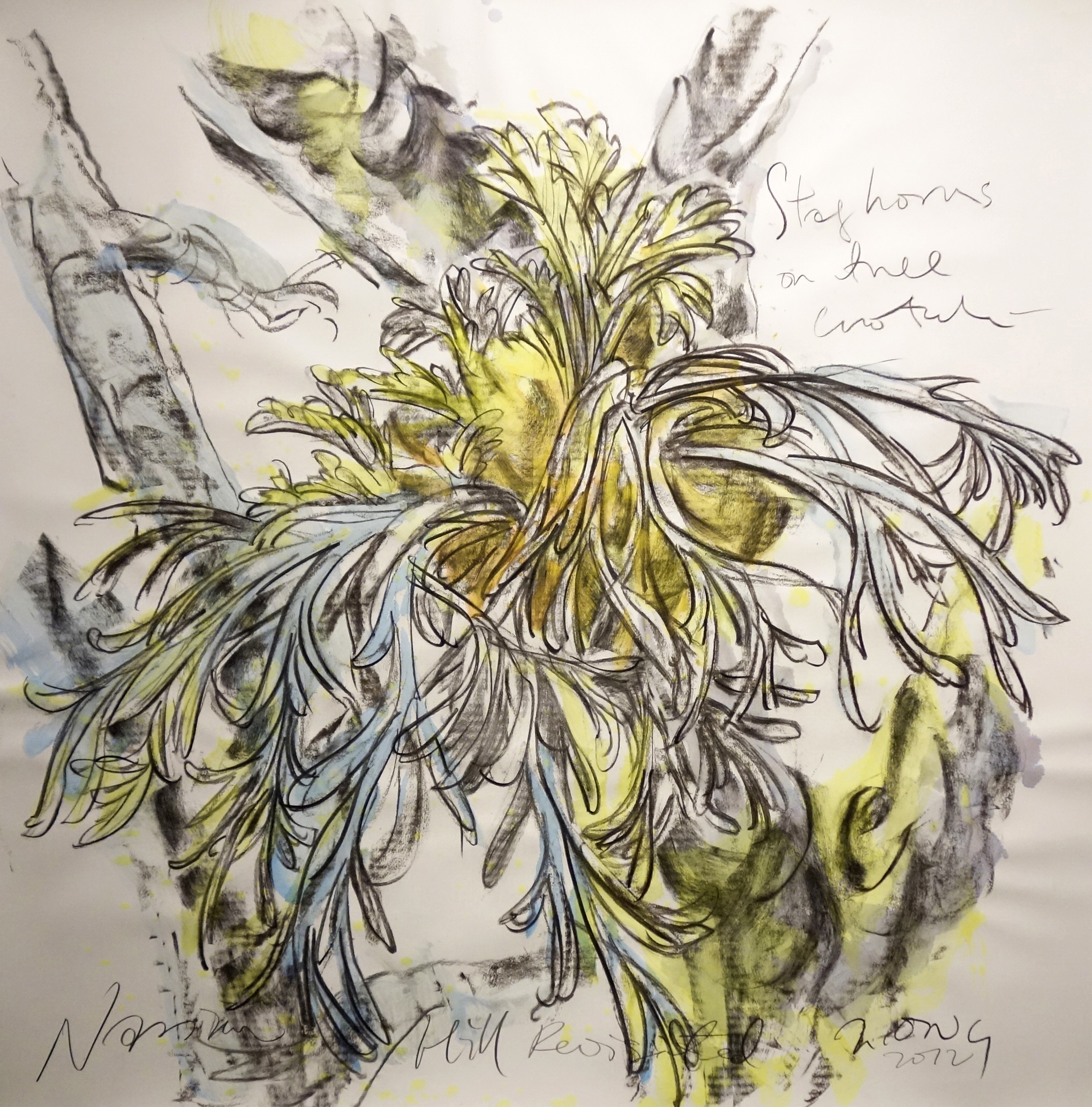   Staghorn On Tree Crotch  2013 Charcoal on paper approx. H113 x W113 cm 
