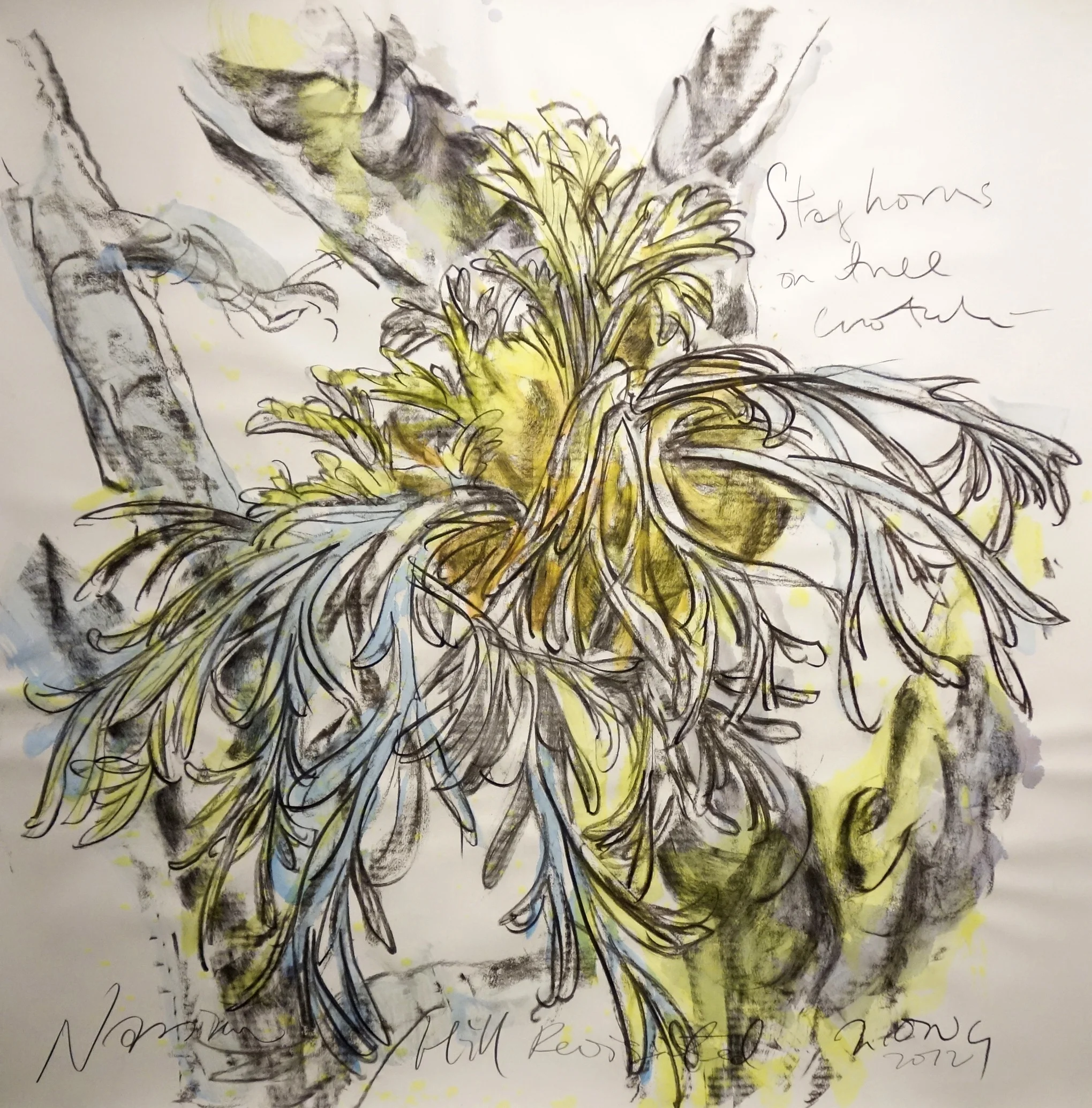 Staghorn On Tree Crotch 2013 Charcoal on paper approx. H113 x W113 cm