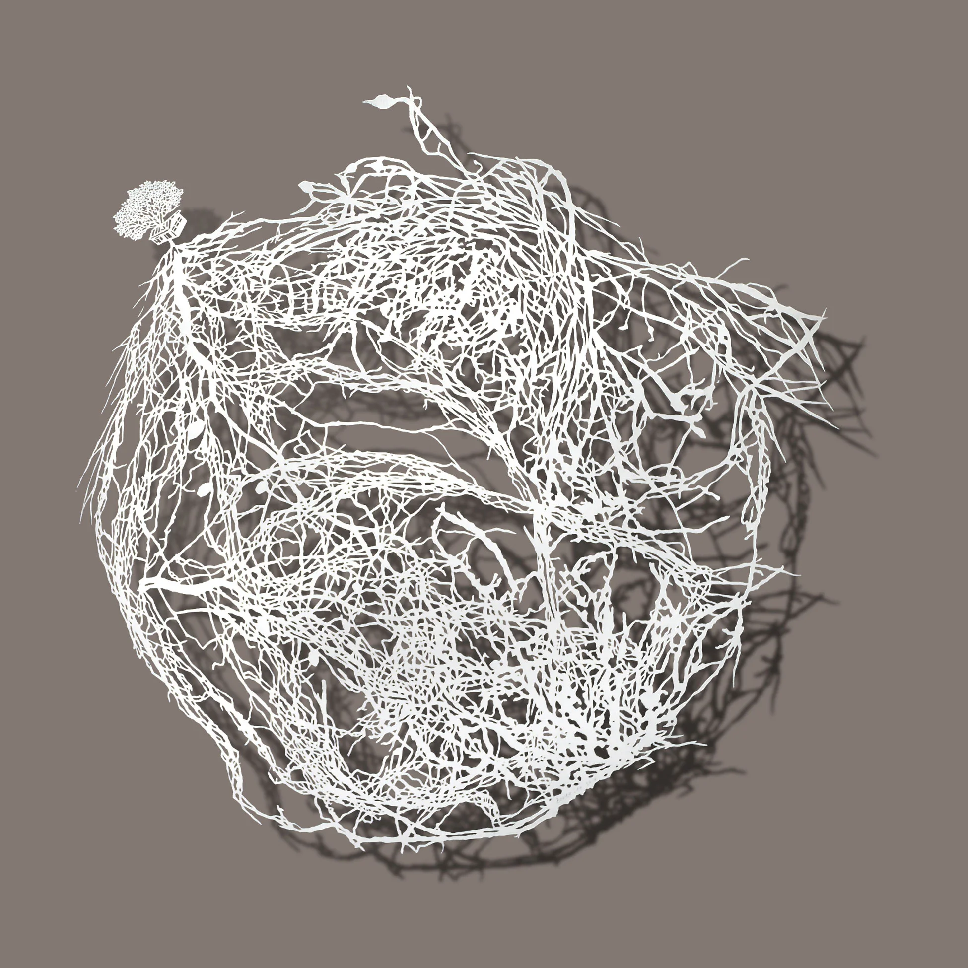 Bovey LEE Roots 2014 Chinese xuan paper on silk 51 x 51 cm