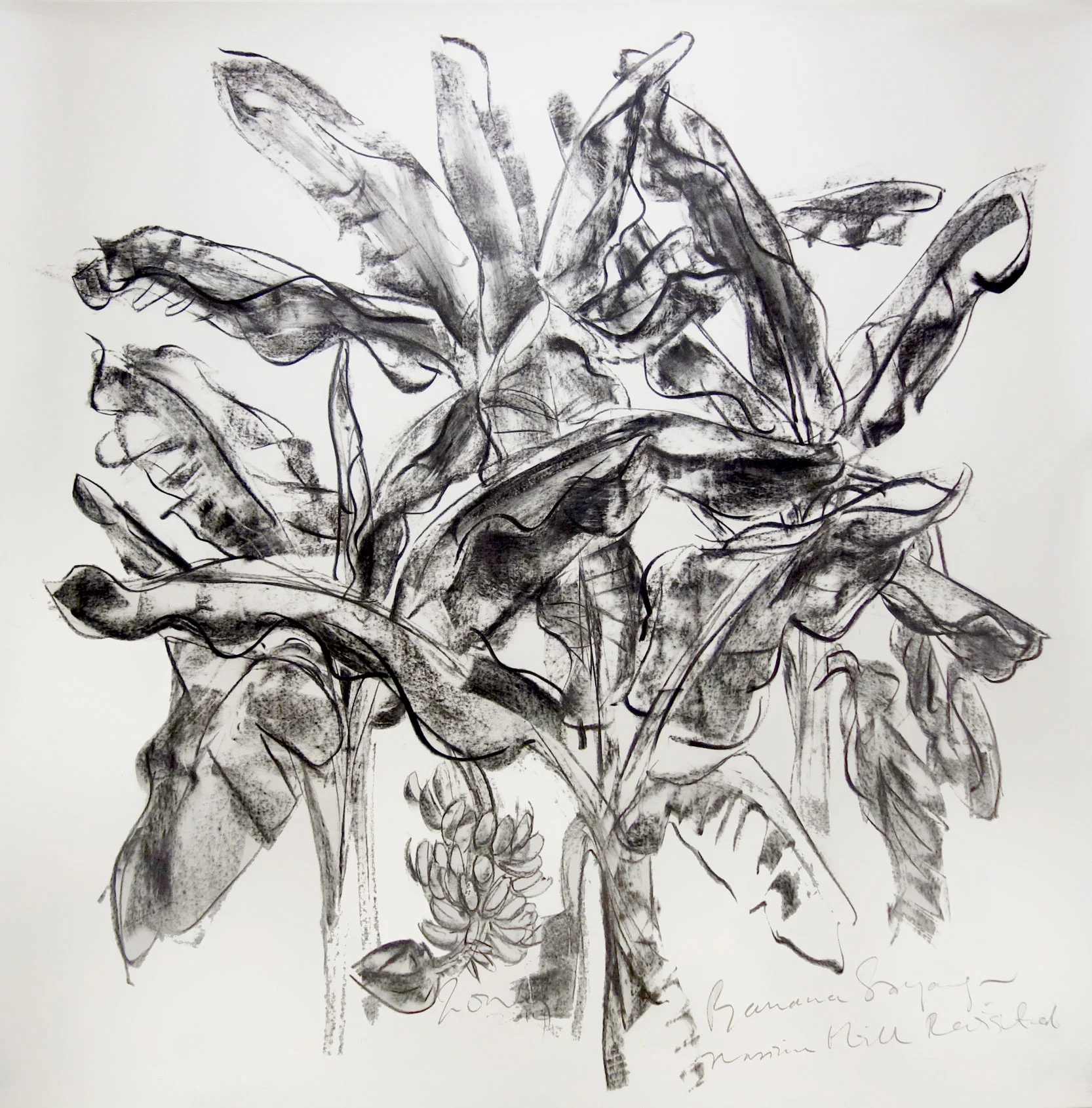 Jimmg ONG Banana Sayang 2014 Charcoal on paper 152 x 152 cm (paper)