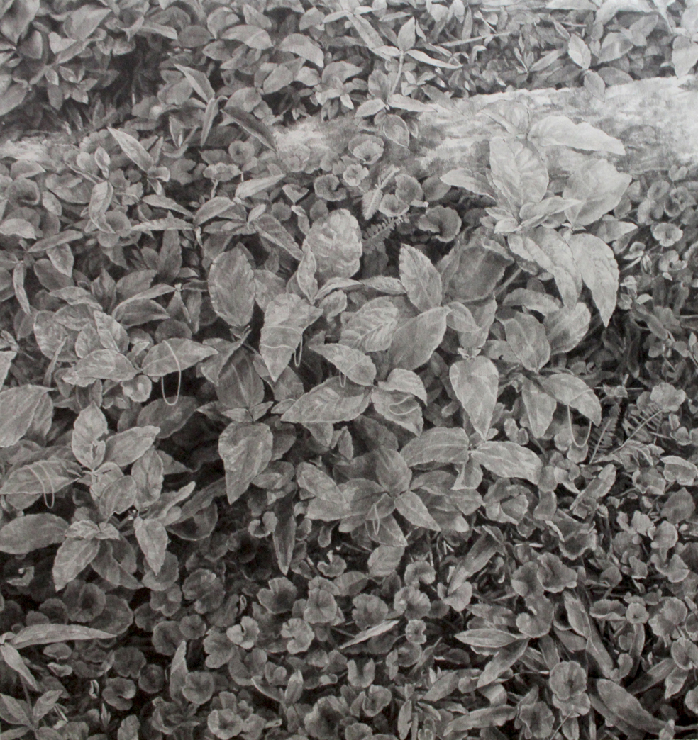  Ashley YEO  Post grieving (plants)  2013 Graphite on paper H60 x W56 cm 