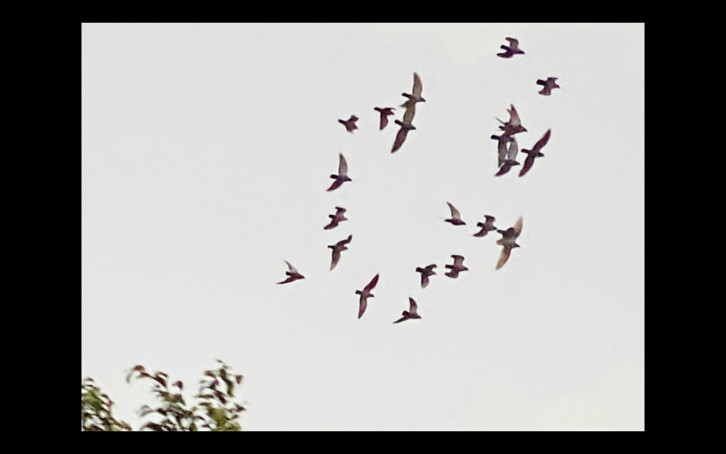  Jason Lim  Yingge  2024 Single-channel video (00:06:44) Edition of 2 + 1 Artist’s Proof Video still 