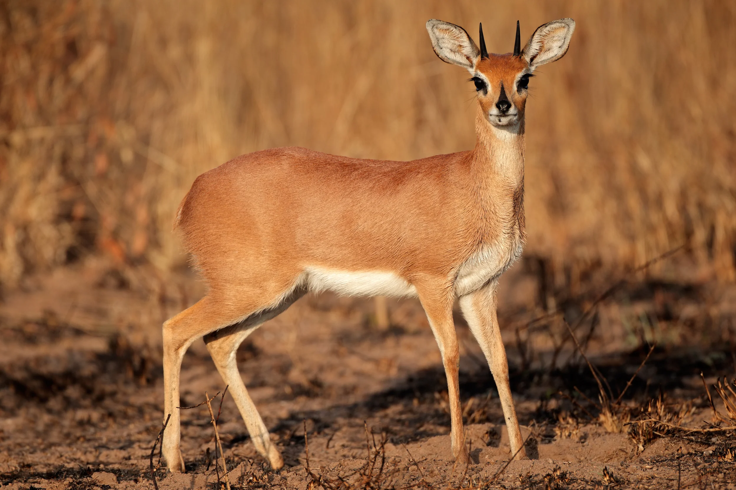 Glen Safaris