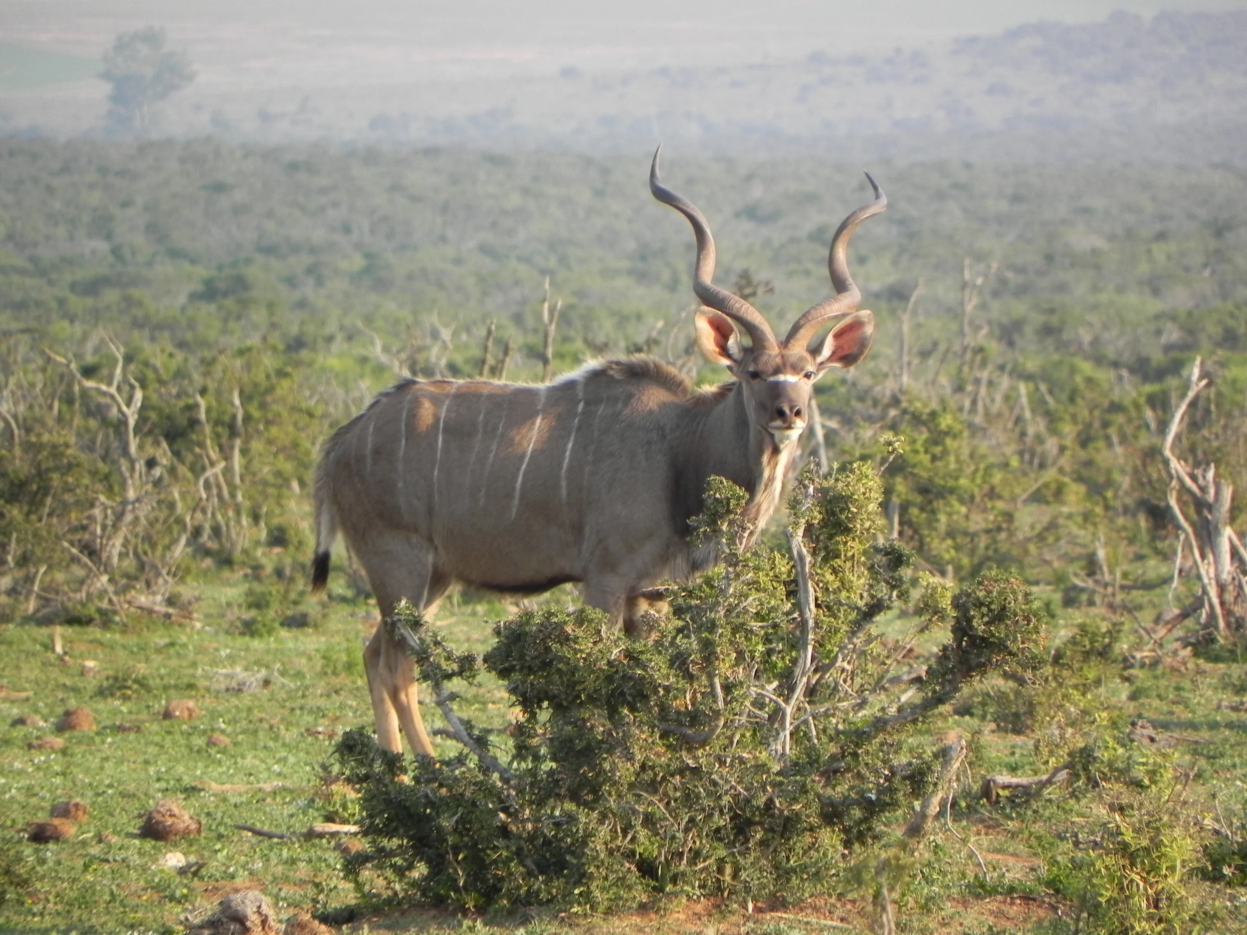 Glen Safaris