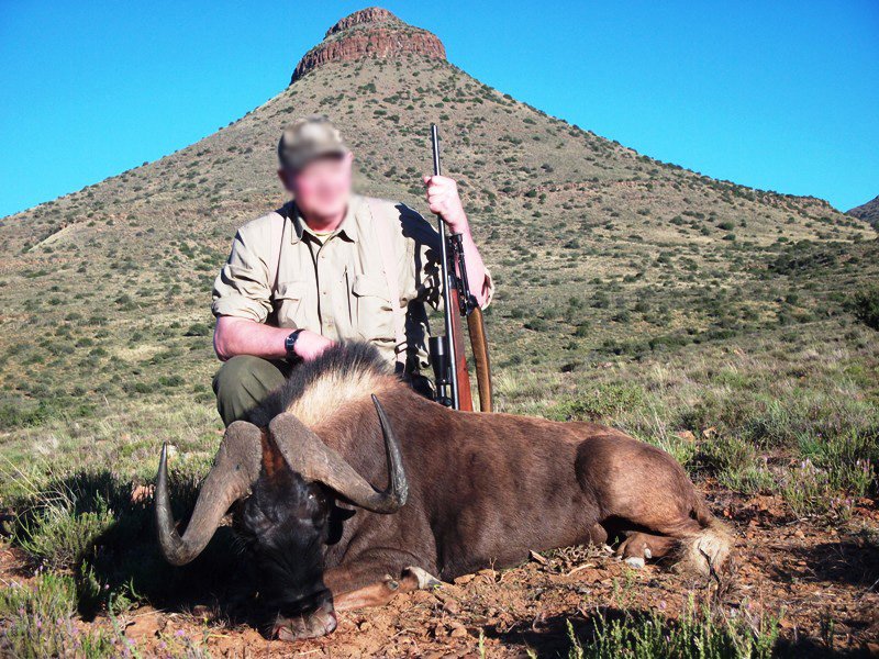  Black Wildebeest Sable Rock  