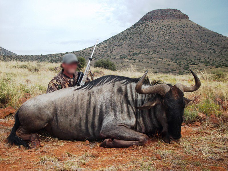  Blue Wildebeest 