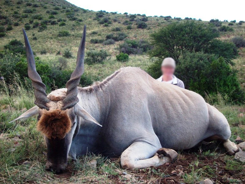  Eland 