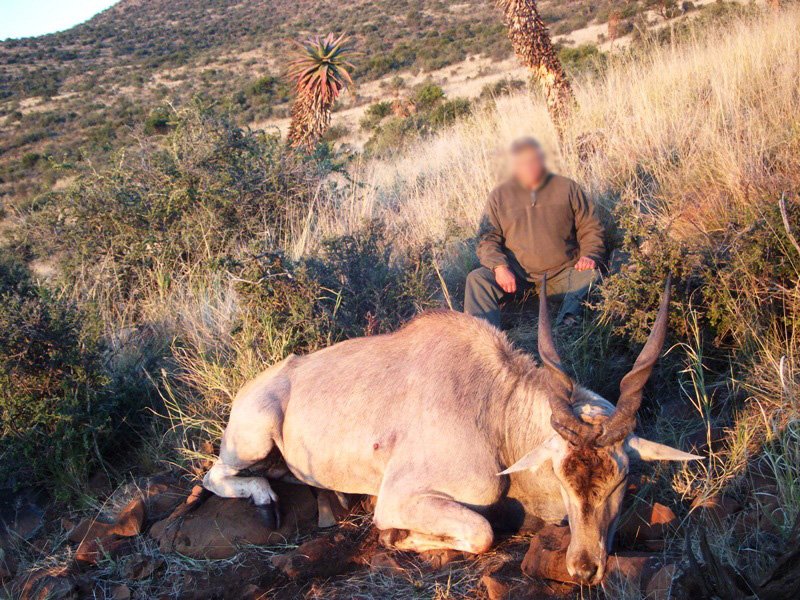  Eland 