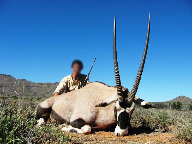  Gemsbok 