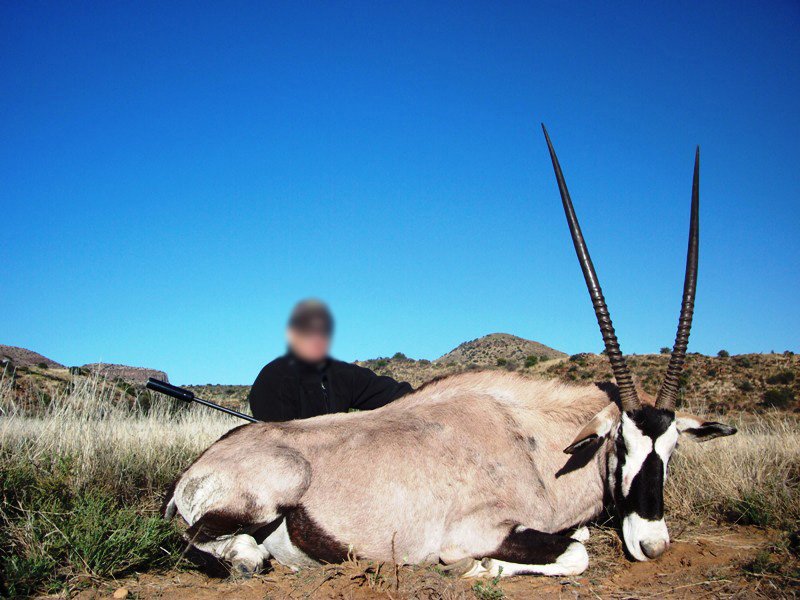  Gemsbok 