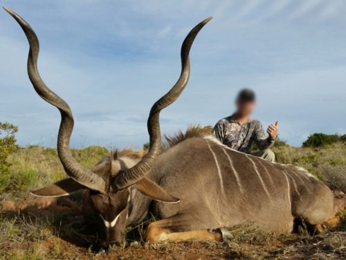 Kudu.jpg