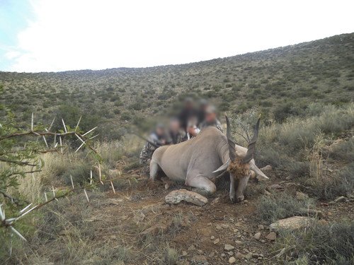 Eland 2.jpg