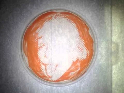 Photographs in bacteria!!