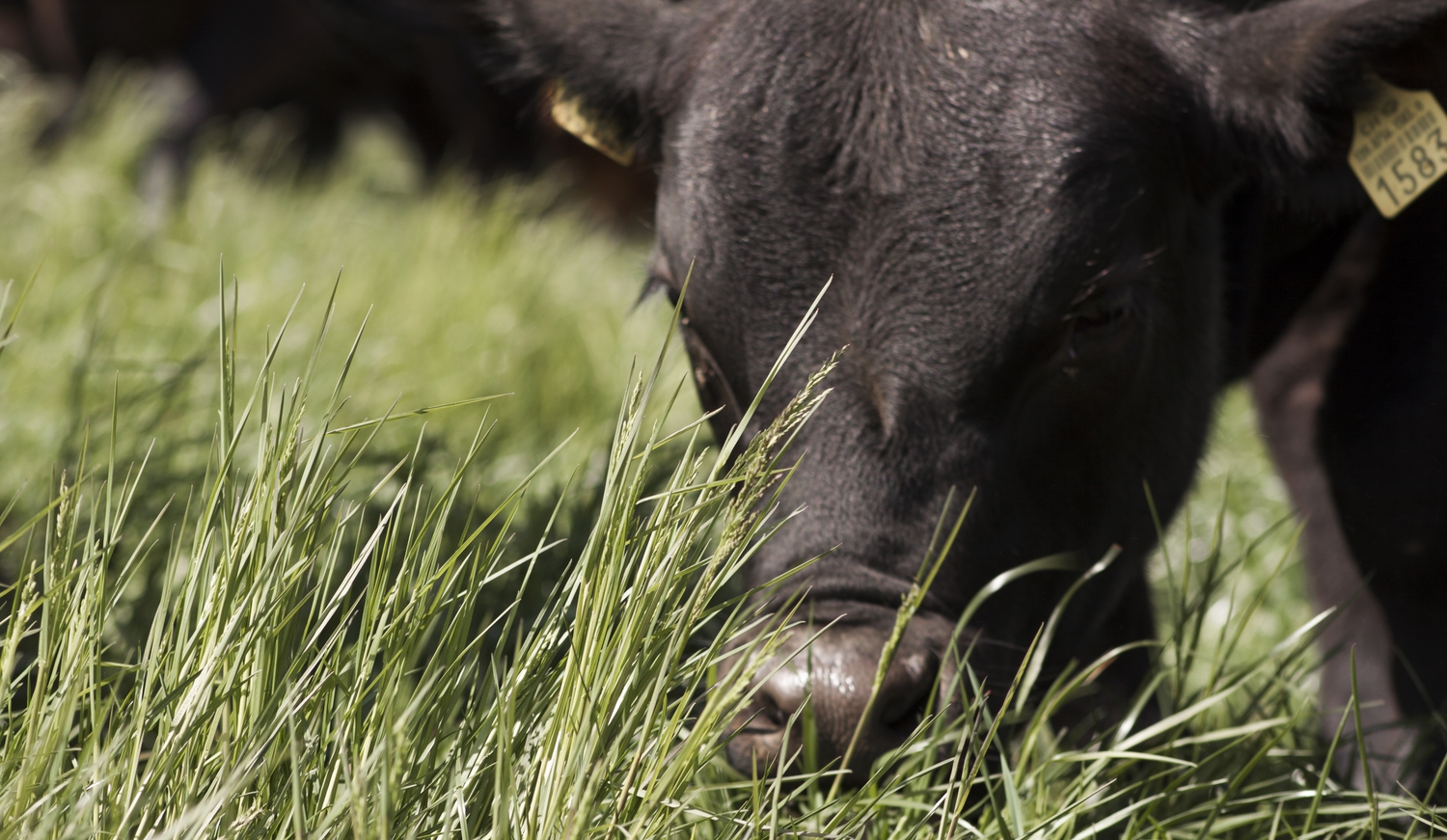 Swiss Black Angus