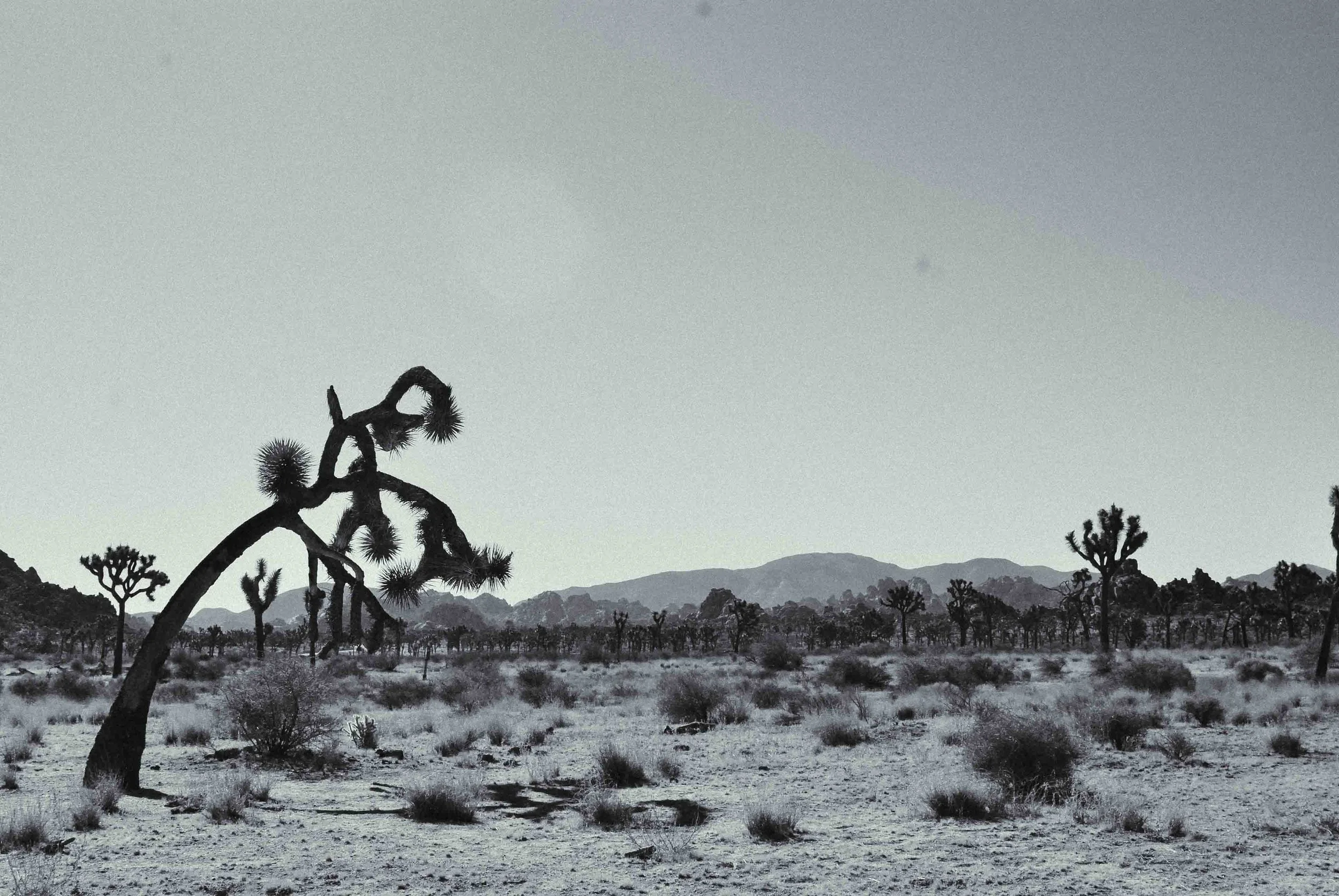 Cali43_Joshua_TreeWeb.jpg