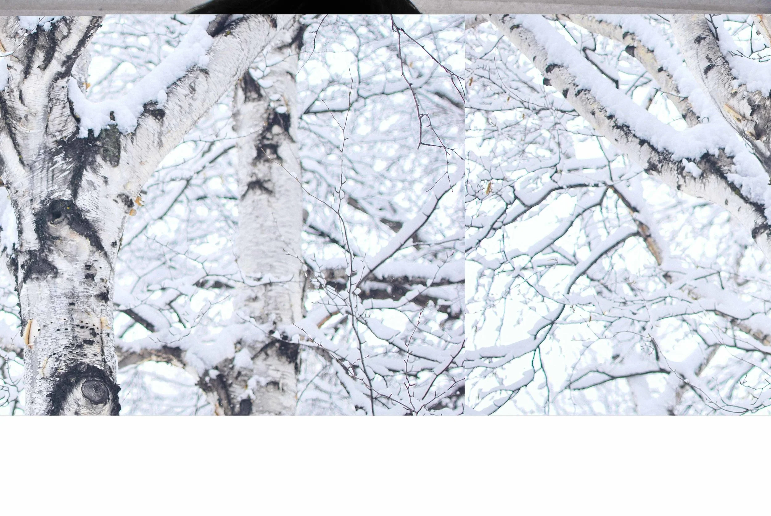 Gracie Birch Covered In Snowfall, Winter 2012- This image file was corrupted, and the way which it appears now is the result of that corruption with minimal adjustments in PS.