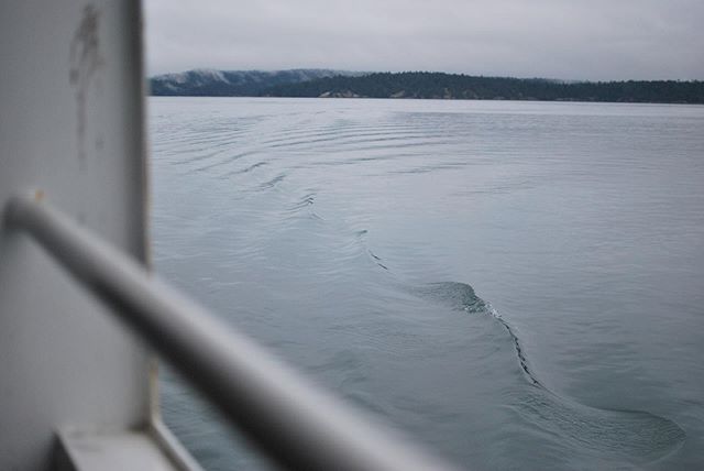 Off to see the world 👋⠀
.⠀
Just kidding! I&rsquo;m stuck in the office today, but mentally I&rsquo;m here, on the Ferry watching waves ripple across the Sound towards the mountains. #wanderlustwednesday