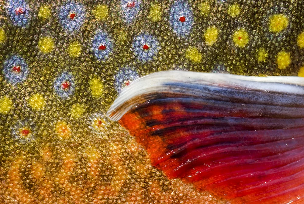 Abstract Portfolio© Jay Fleming 08.jpg