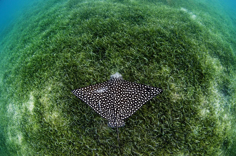 Underwater Portfolio © Jay Fleming 44.jpg