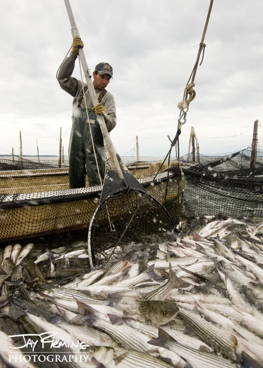 Dipping Striped Bass out of a pound net. Upper Chesapeake Bay, Maryland. 