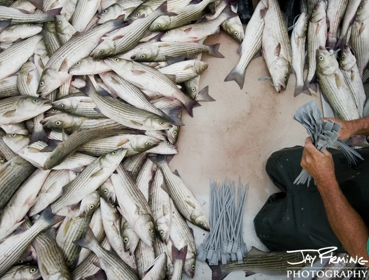 Tagging pound net caught Striped Bass 