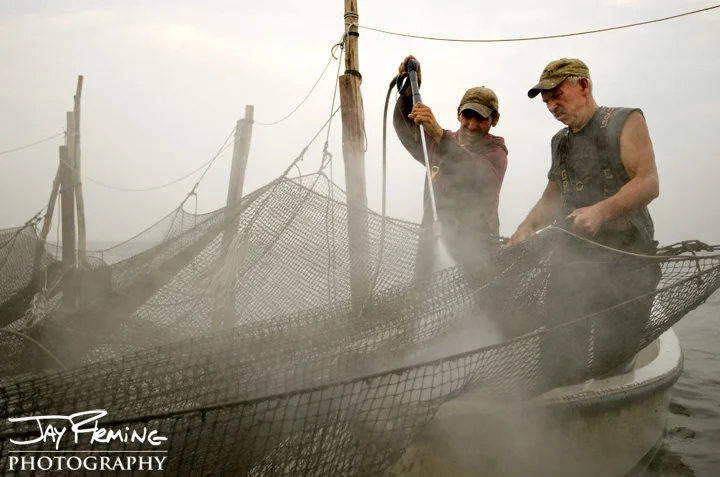 Cleaning a pound net after a season of fishing 