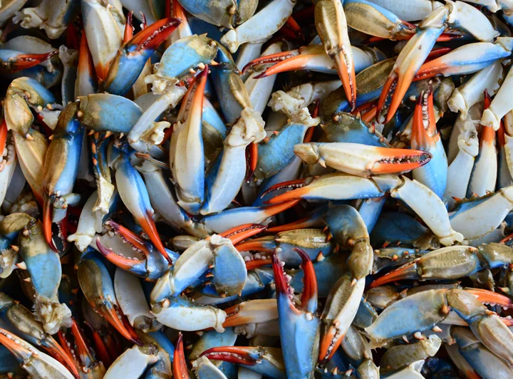 Claws from female crabs (Sooks) 