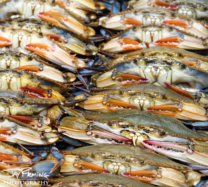 Soft Shells at Cantlers Riverside. Annapolis, Maryland 