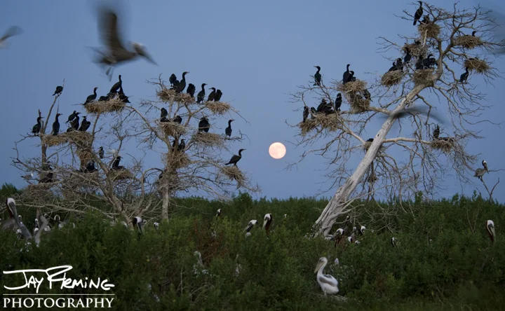 The super moon rises behind a Chesapeake Bay rookery. Tangier Sound, Maryland. 