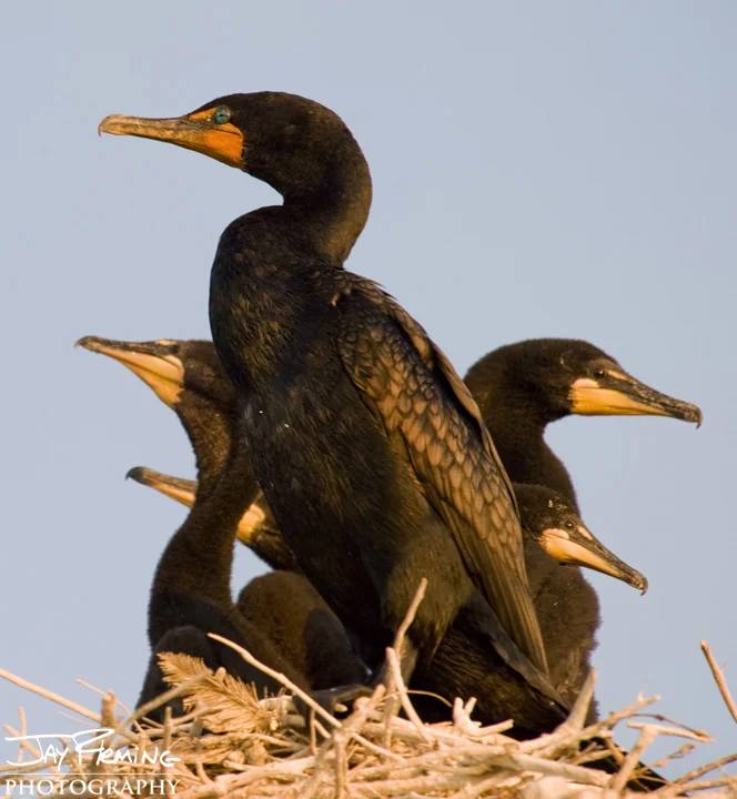 Double Crested Cormorant nest. Chesapeake Bay, Maryland 