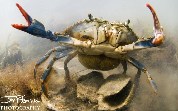 A egg bearing female Blue Crab, known as a sponge crab. Cape Charles, Virginia