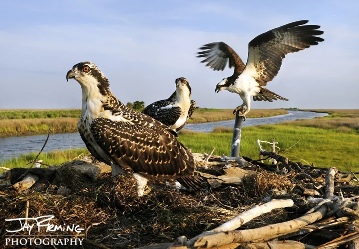 Osprey Print 13x19.jpg