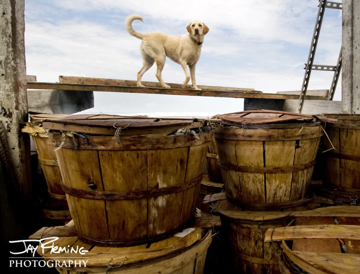 Salty Dog 18x24.jpg