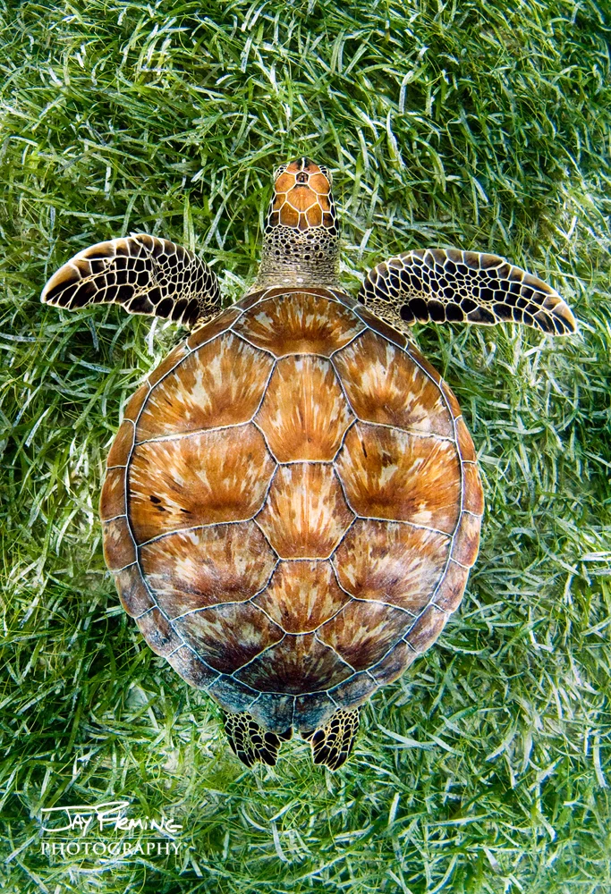 PR Green Sea Turtle From Above 5x7 Card.jpg