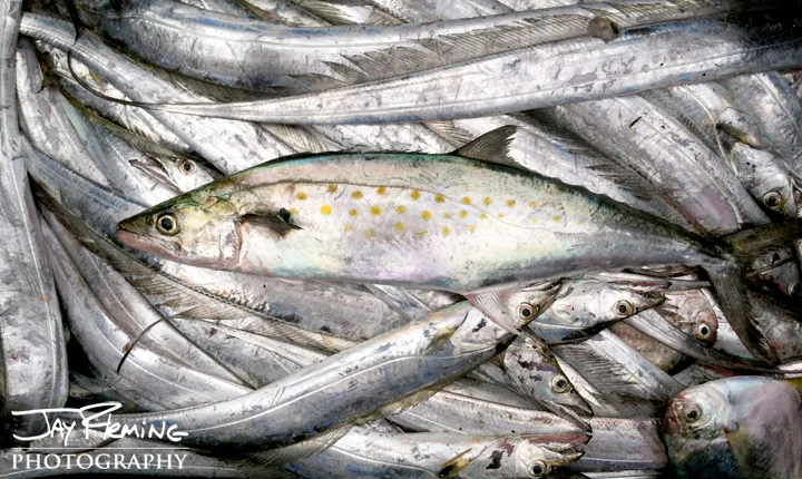 Spanish Mackerel, Ribbonfish and Butterfish. September 2014
