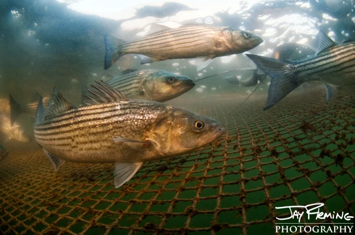 Striped Bass swim in a pound net off Hoopers Island. November 2014