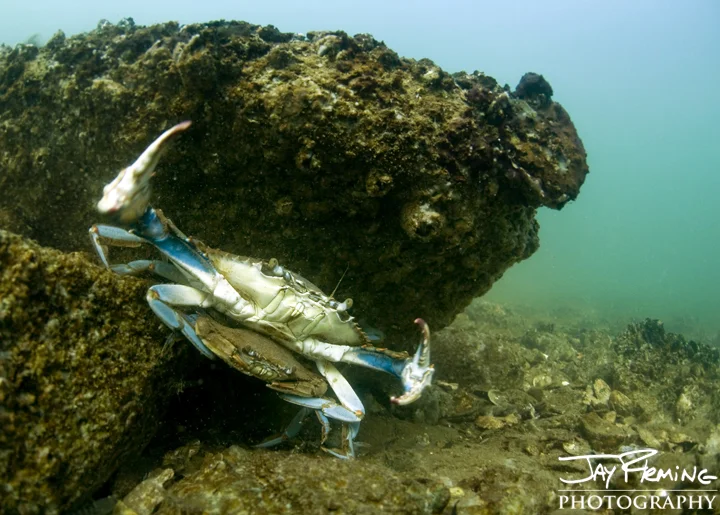 A 'doubler' hides under a rock on a wild oyster bar at the mouth of the Wye River. October 2014
