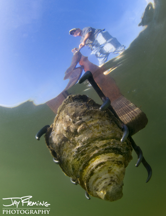 Nippering for oysters in the Choptank River. November 2014